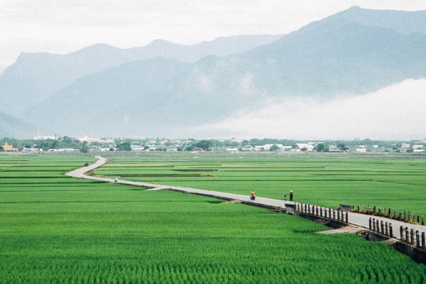 池上駐留｜
一望無際碧綠，品味豐富人文
