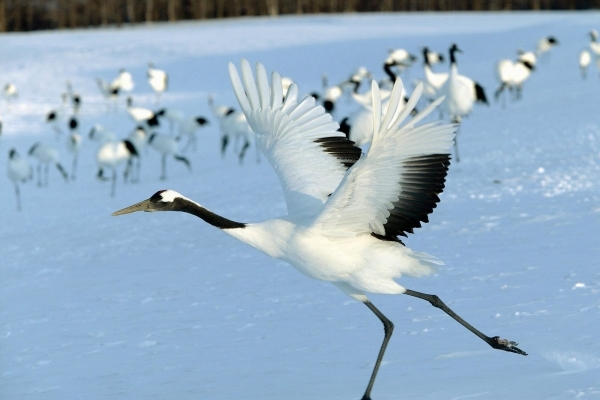 白鶴拳在台灣（二）：見「鶴」不是「鶴」，是「神」不是「形」