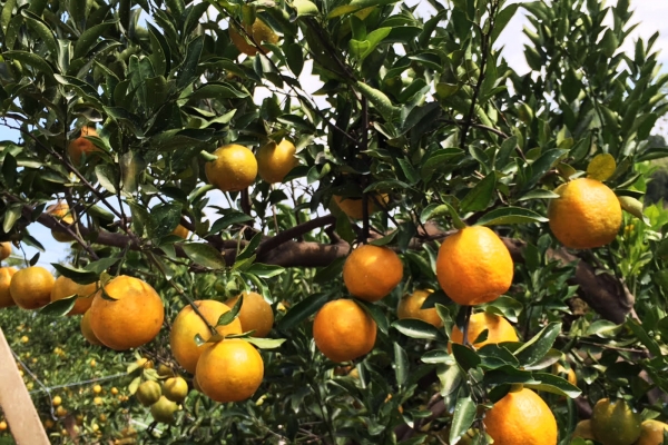 尋找記憶中的酸甜冬季