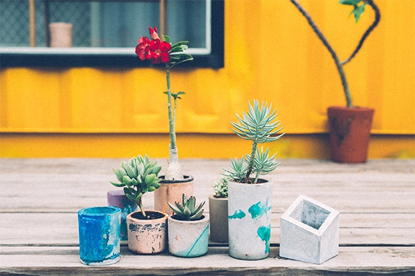 島嶼之心｜
一起「日日多肉」吧！了解姿態各異的多肉植物