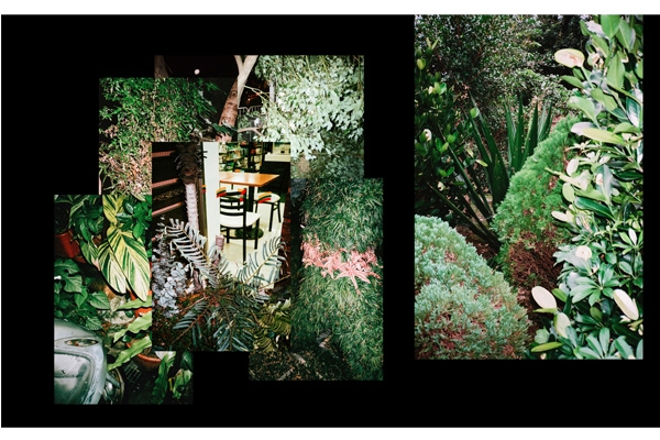 一座乏味又曖昧的再造林：「殖物指南」攝影展