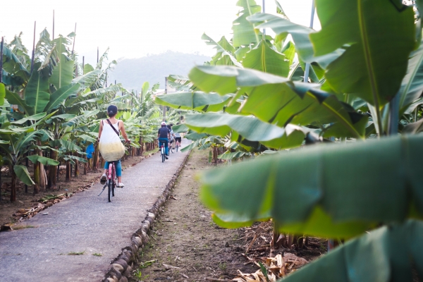 南國豔陽海波浪，
我們的新香蕉樂園