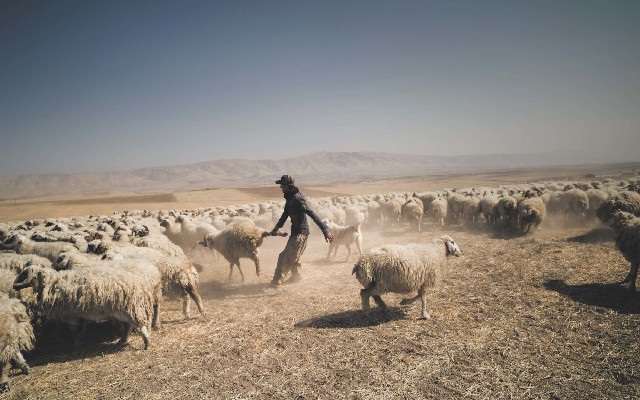 張雍專文｜庫德族語教我的：攝影是在意他人