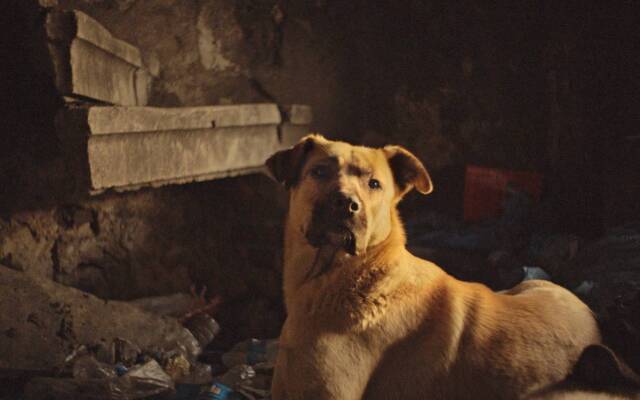 把攝影機放在流浪狗的高度，才看見人真實的樣子——《浪浪伊斯坦堡》
