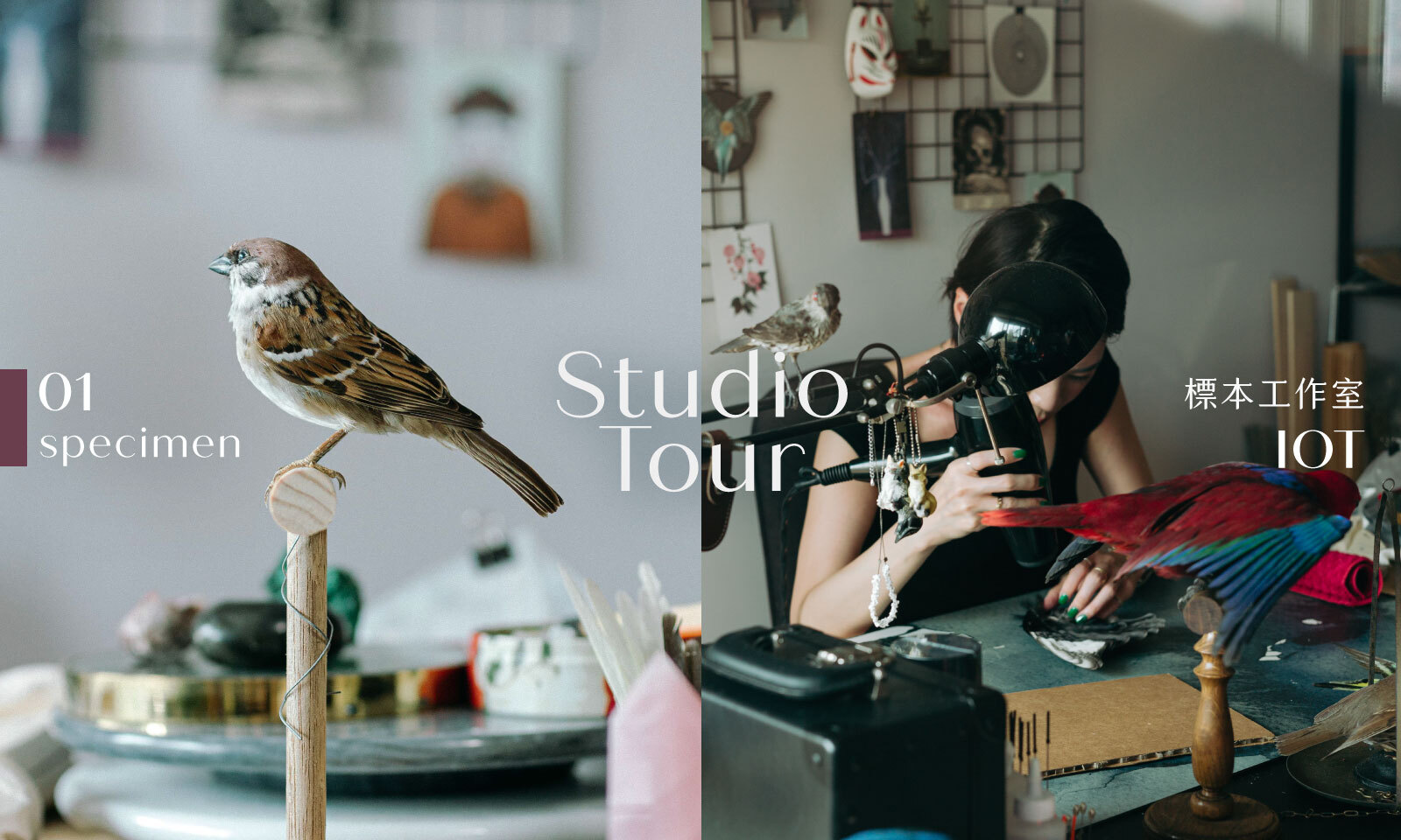 Studio Tour｜被鳥圍繞，卻安靜無聲──專訪標本工作室 IOT Gia