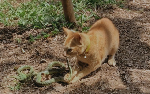 2024 TIDF | 《噗噗從軍記》：離家的貓，和回不來的同伴